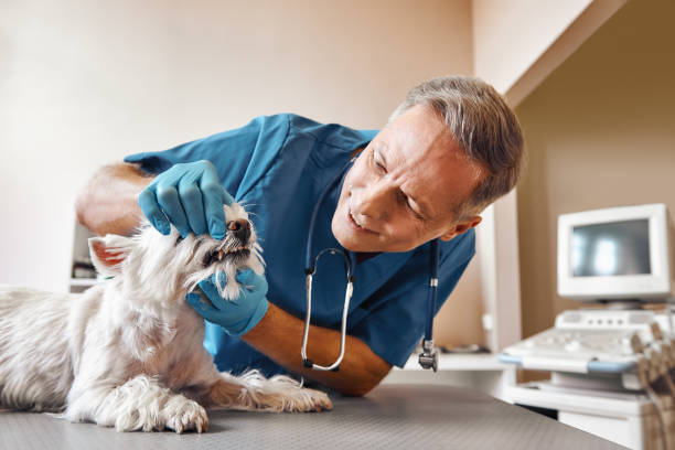 Best Emergency Denture Repair in Gilbert, AZ